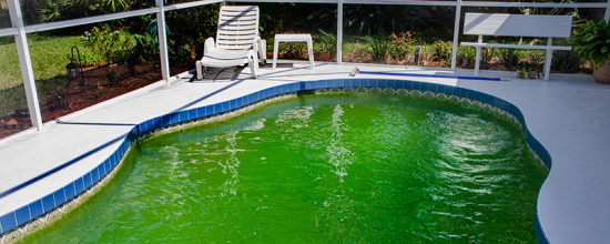 Algea | Swimming Pool Contractor Malaysia | Swimming Pool Contractor Johor Bahru (JB) | Swimming Pool Contractor Kuala Lumpur (KL) | Swimming Pool Contractor Penang Algea